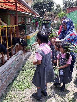 KG: Tiger Lily Farm