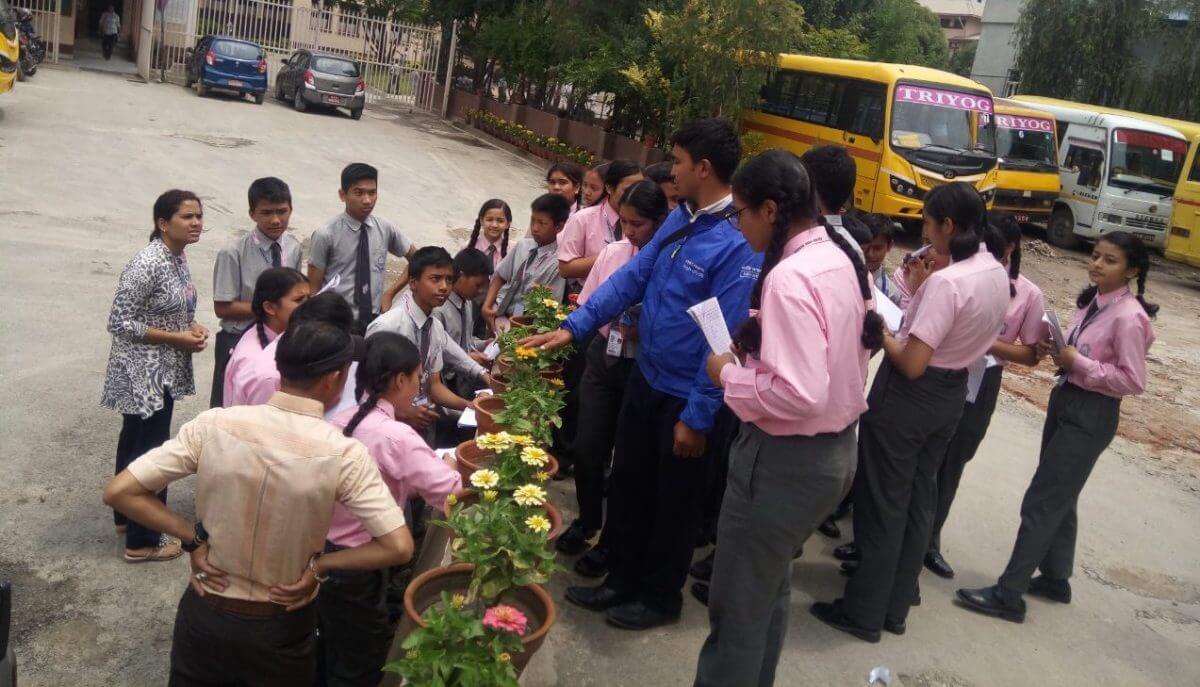 Exploring Plants at School