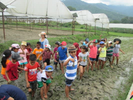 Rice Plantation: Grade II