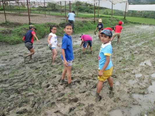 Rice Plantation: Grade II