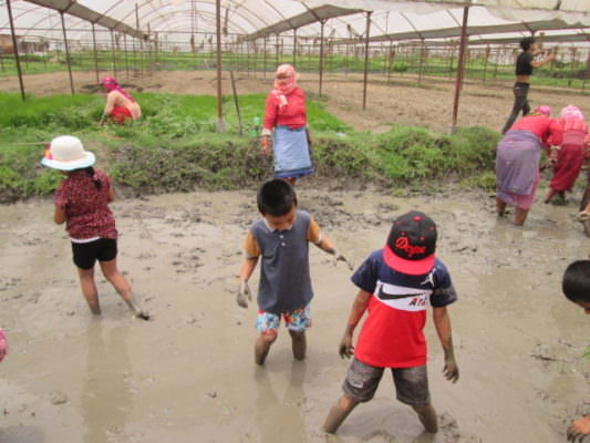 Rice Plantation: Grade II