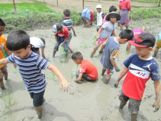 Rice Plantation: Grade II